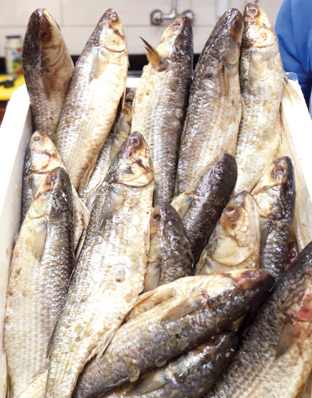 الفسيخ يصل الكويت عبر الشحن الجوي                              	     (تصوير سعود سالم)