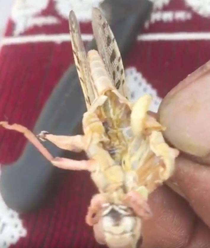 u0627u0644u062fu0648u062fu0629 u062au062eu0631u062c u0645u0646 u0627u0644u062cu0631u0627u062fu0629