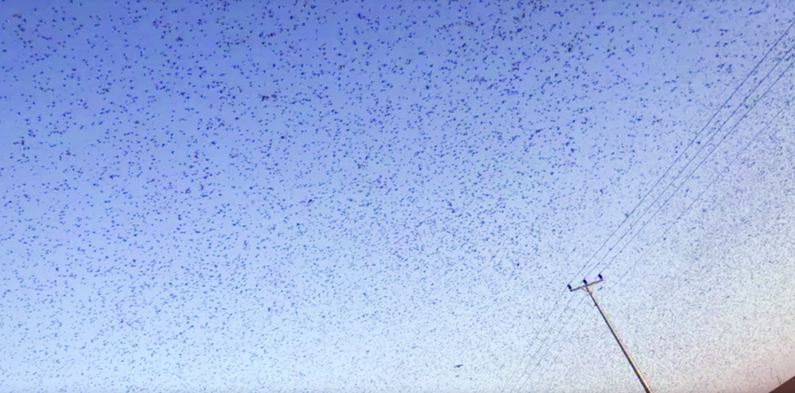 u0623u0639u062fu0627u062f u0645u0647u0648u0644u0629 u0645u0646 u0627u0644u062cu0631u0627u062f u062au062au062cu0647 u0646u062du0648 u0627u0644u0642u0635u064au0645 u0641u064a u0627u0644u0633u0639u0648u062fu064au0629