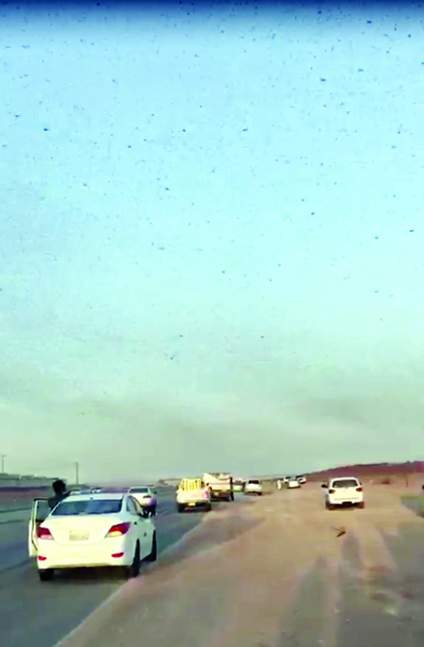 أسراب من الجراد فوق أحد مصانع التمور في السعودية