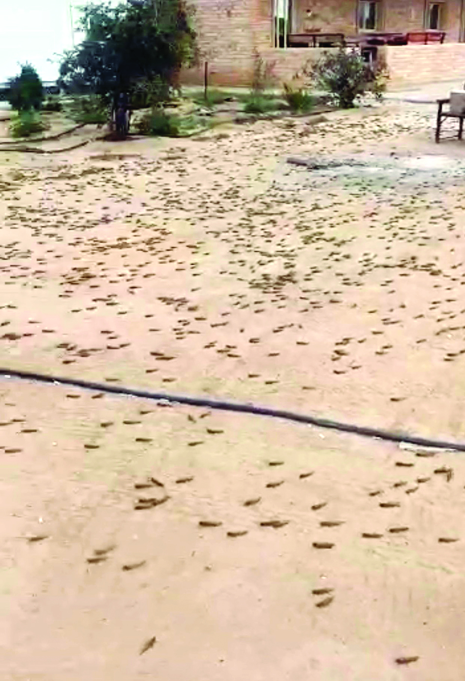 الجراد يملأ أرض إحدى المزارع في العبدلي 