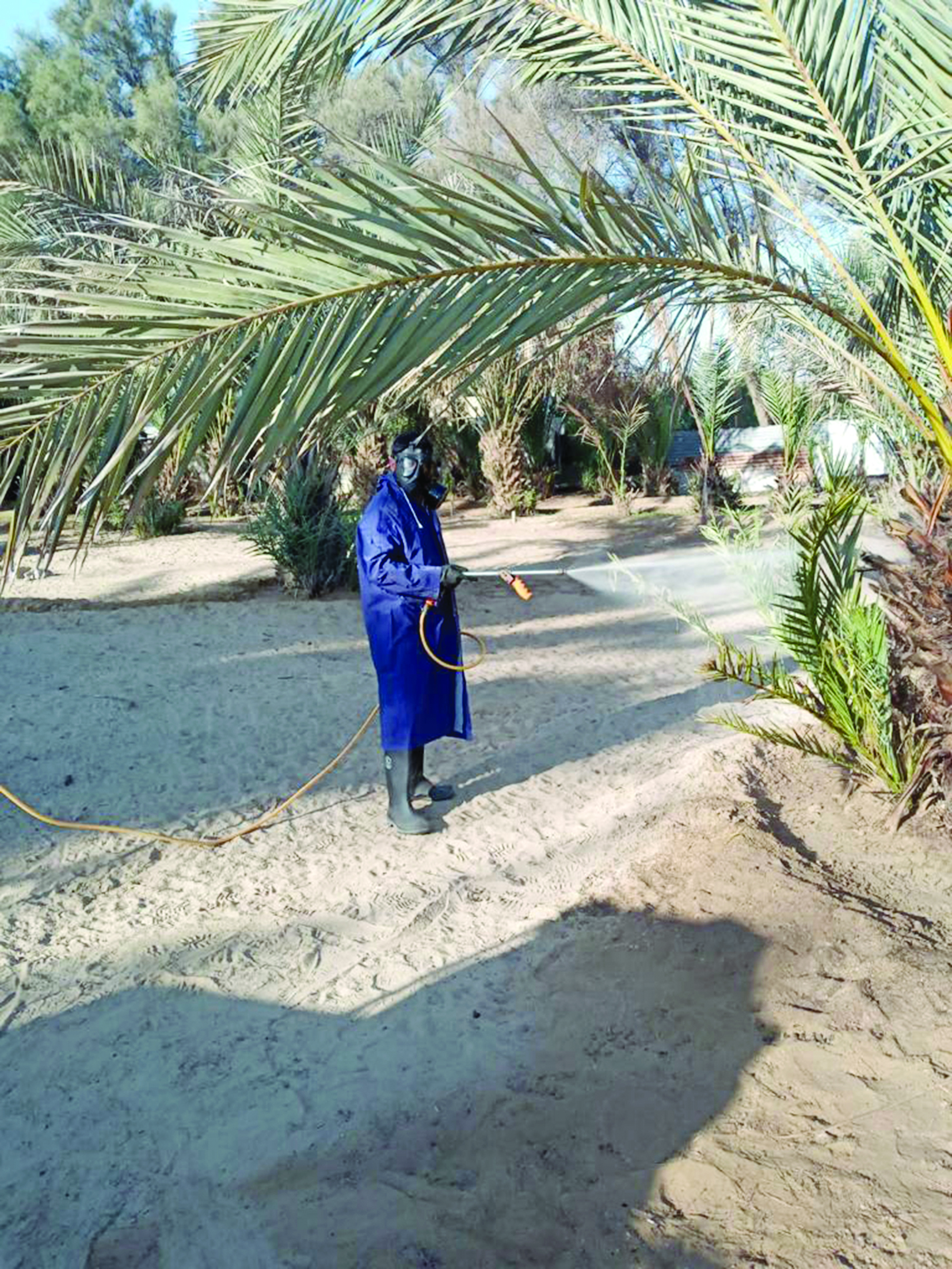 رش الجراد بالمبيدات