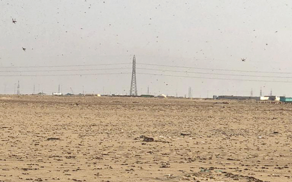 u0623u0633u0631u0627u0628 u0627u0644u062cu0631u0627u062f u0641u064a u0628u0631 u00abu0643u0628u062fu00bb