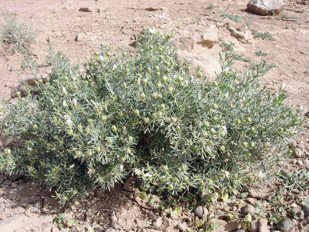 u0646u0628u0627u062a u0627u0644u062du0631u0645u0644 u0623u062du062f u0627u0644u0623u0639u0634u0627u0628 u0627u0644u0645u0636u0627u062fu0629 u0644u0644u0641u064au0631u0648u0633u0627u062a