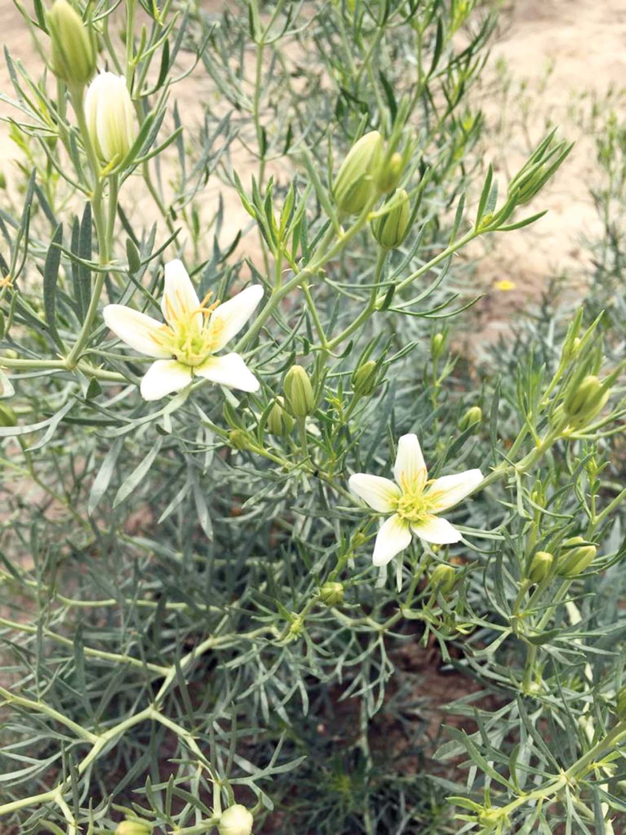 نبتة الحرمل 