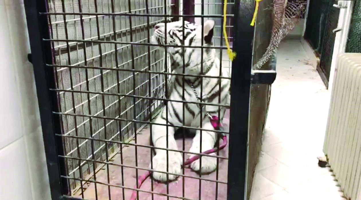 u0627u0644u0646u0645u0631 u0627u0644u0646u0627u062fu0631 u0642u0628u0644 u0627u0644u062au062du0641u0638 u0639u0644u064au0647