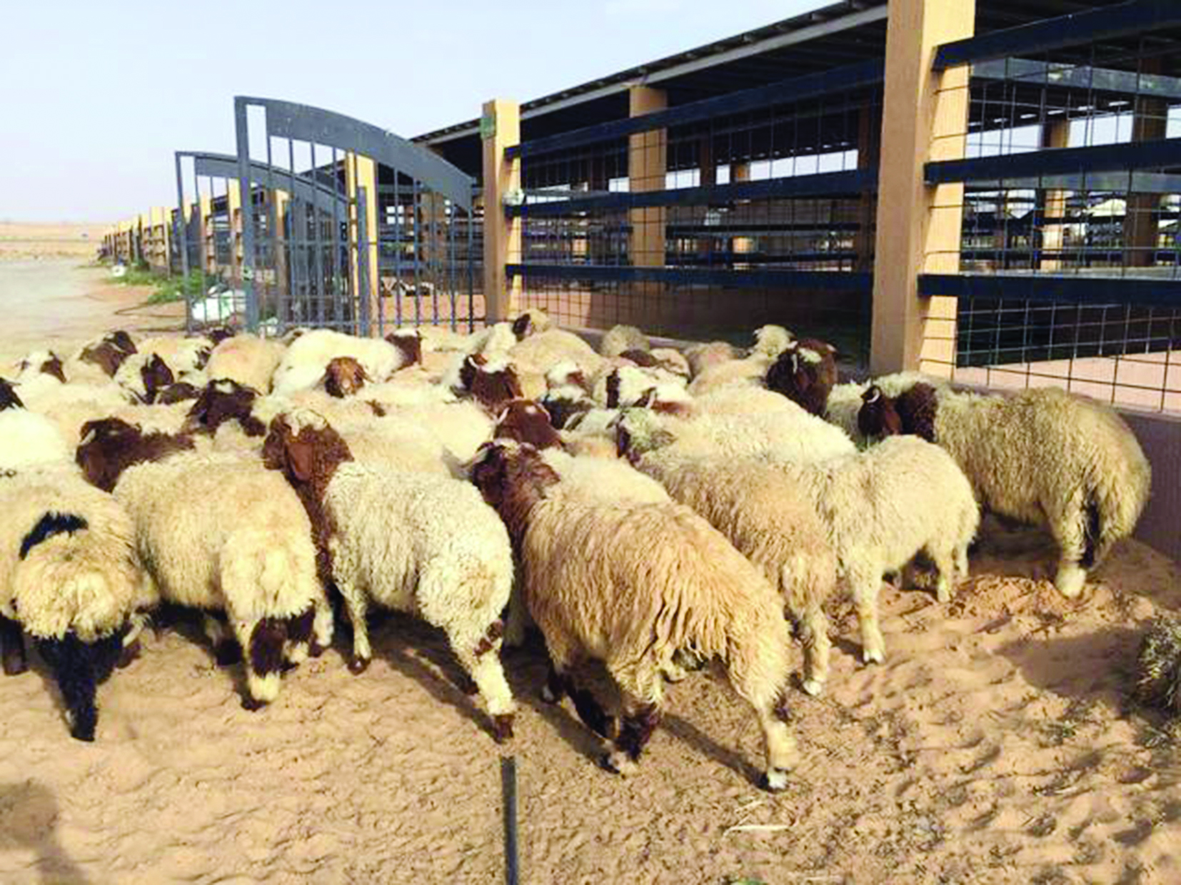 u0642u0631u0627u0631 u0627u0644u0645u0646u0639... u0635u062fu0645 u0623u0647u0644 u0627u0644u062du0644u0627u0644 