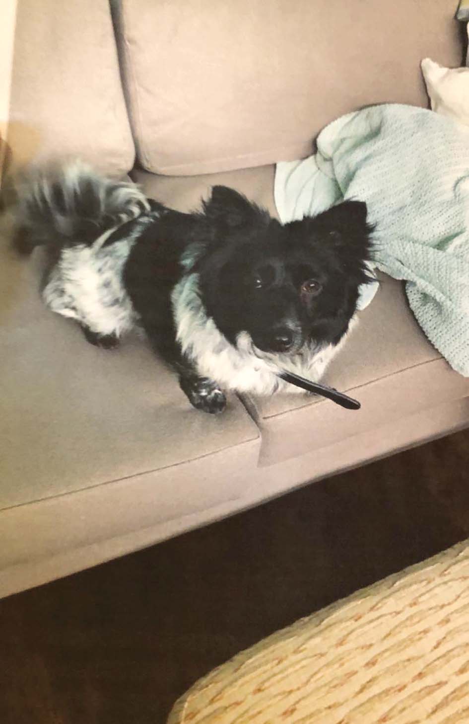 u00abu0623u0648u0631u064au0648u00bb