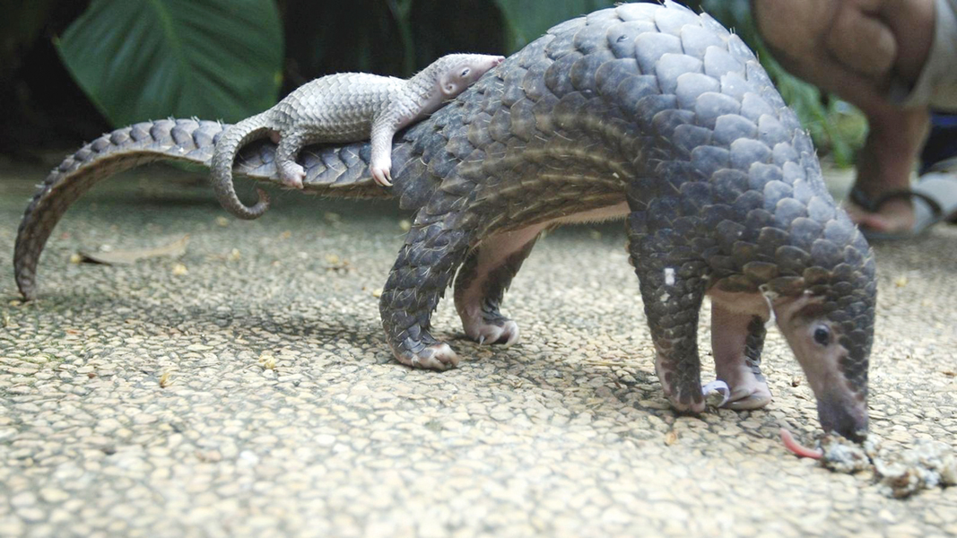 u0622u0643u0644 u0627u0644u0646u0645u0644 u0627u0644u0635u064au0646u064a