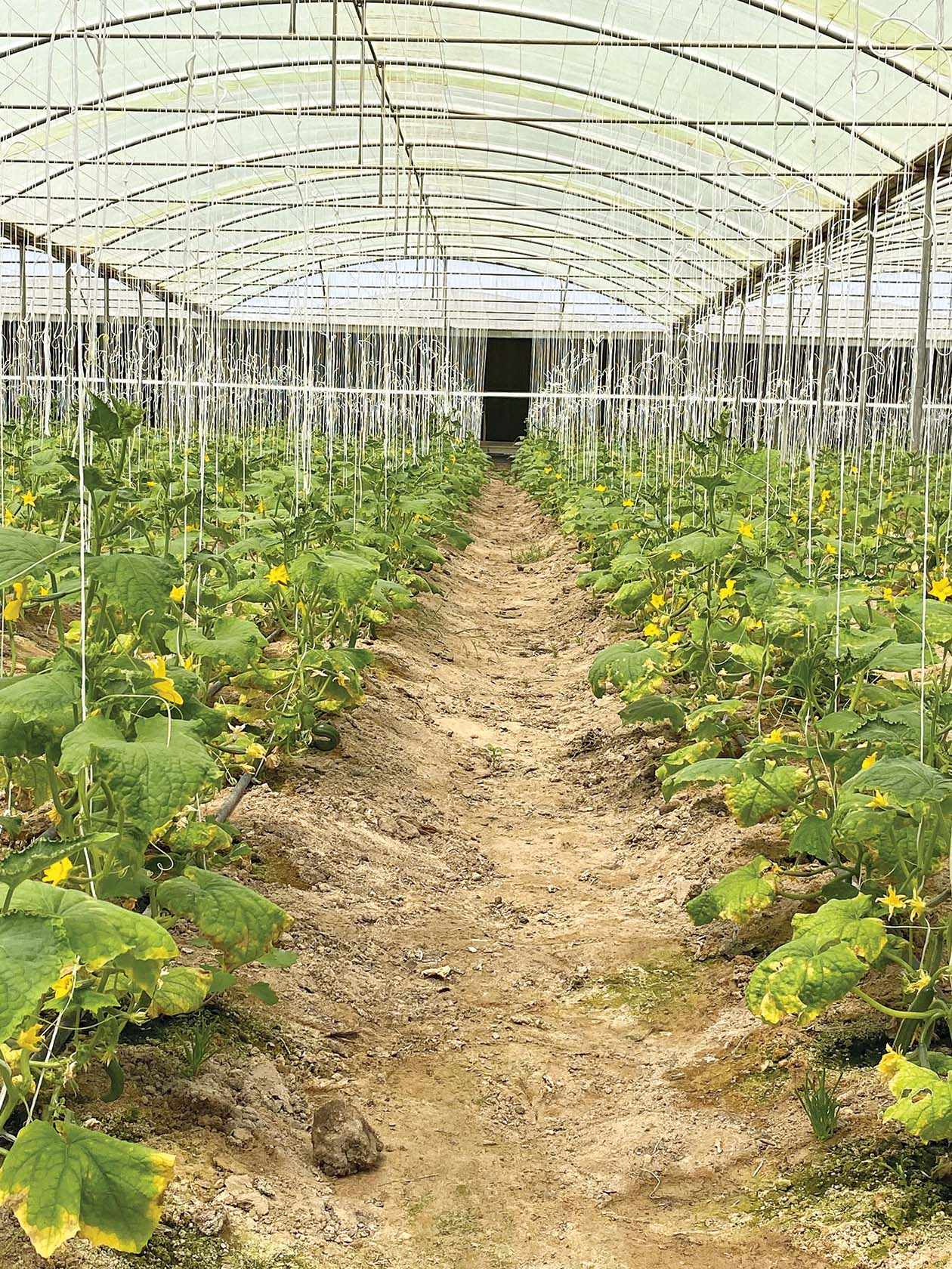 u062eu0636u0631u0627u0648u0627u062a u0628u062du0645u0627u064au0629 u062eu064au0627u0645 