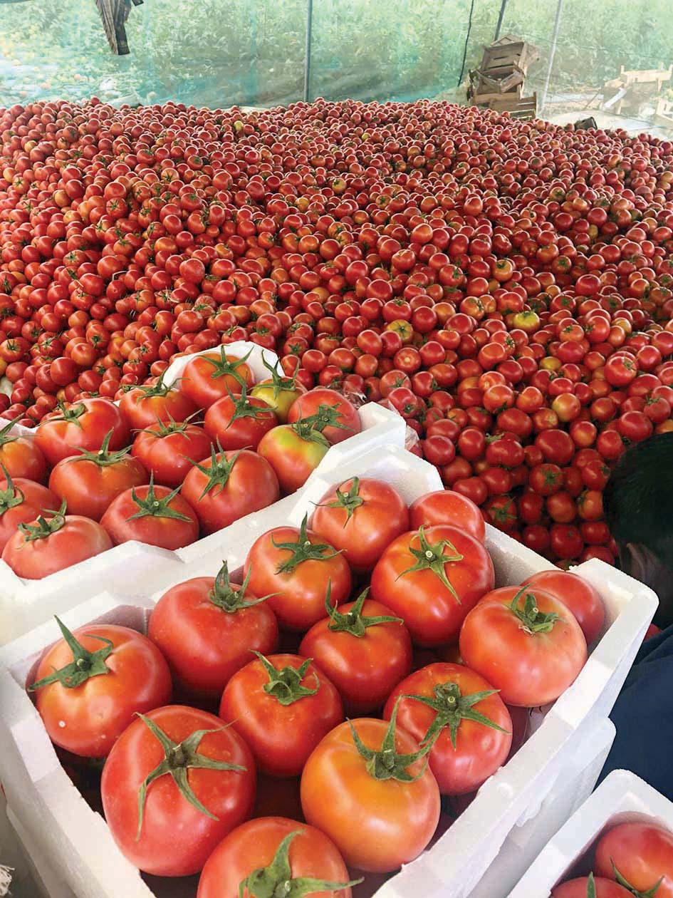 طماطم وفيرة