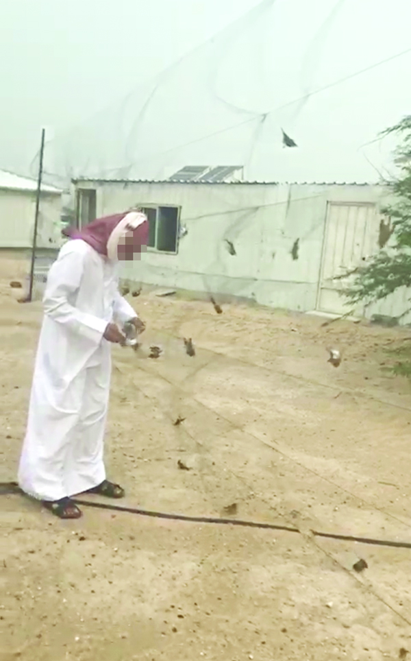 u0627u0644u0637u064au0648u0631 u0627u0644u062au064a u0638u0647u0631u062a u0641u064a u0627u0644u0645u0642u0637u0639 u0641u064a u0645u0631u0645u0649 u0627u0644u0634u0628u0627u0643