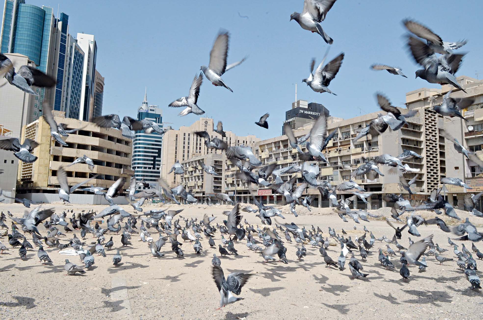 الحمَامُ وحده لم يمتثل للحظر 