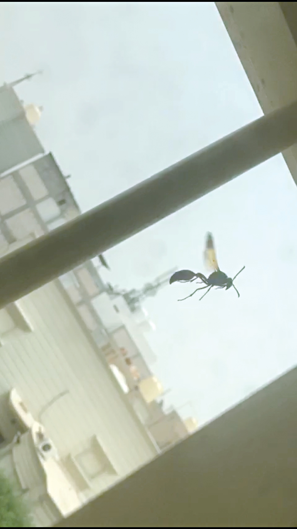 u062fu0628u0648u0631 u0627u0644u0643u0648u064au062a u0627u0644u0645u0633u0627u0644u0645 