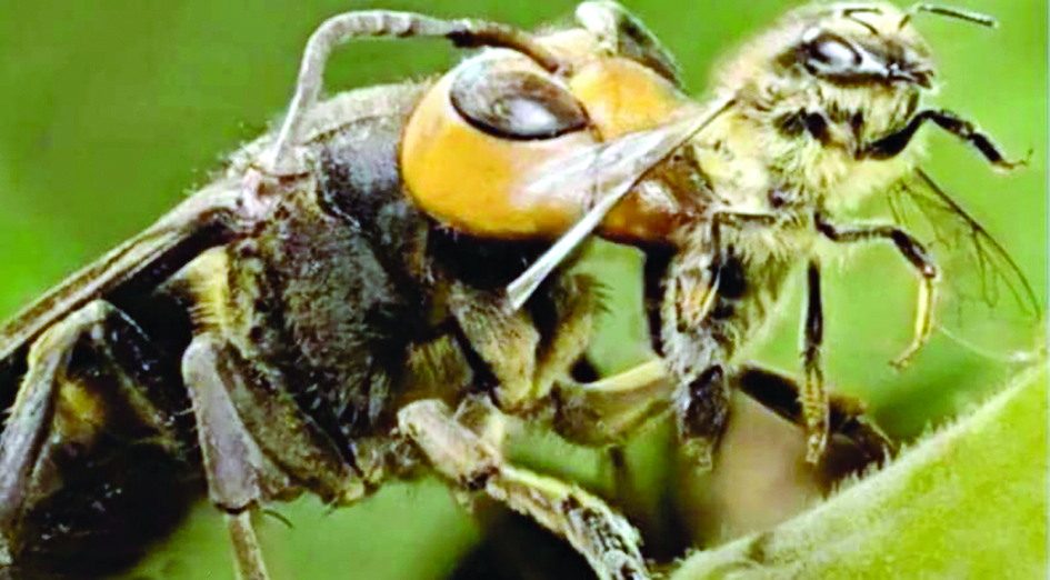 ... والدبور الآسيوي القاتل 