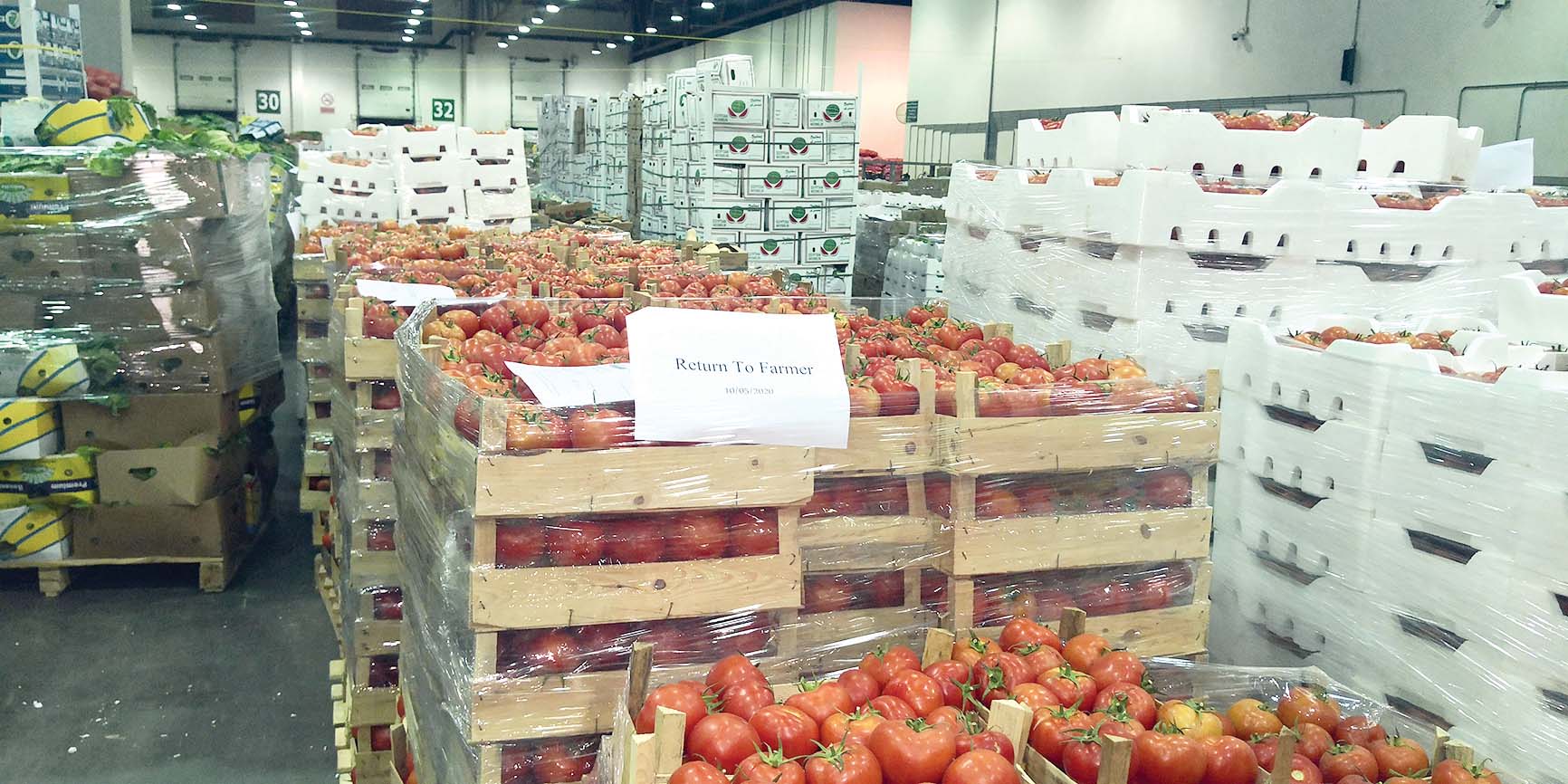 كميات كبيرة من الطماطم لا تجد منافذ للتسويق