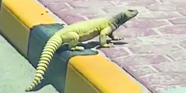 u0627u0644u0636u0628 u064au0628u062fu0623 u062cu0648u0644u062au0647