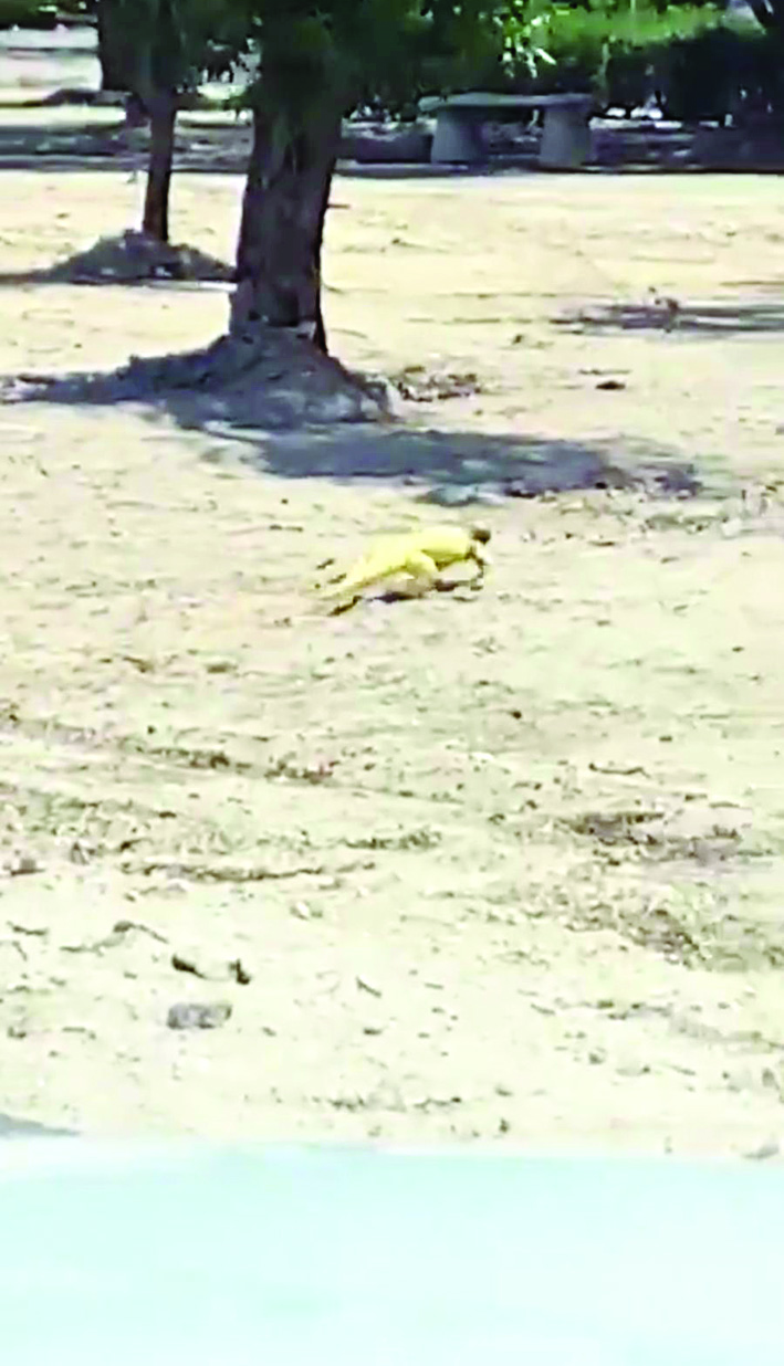 ويهرب بعدما أحس بقدوم البشر