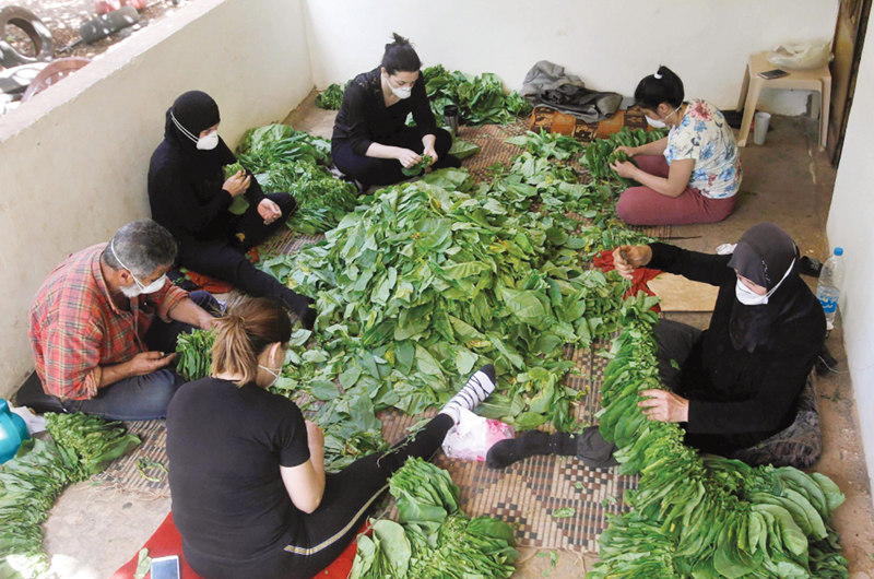 u0645u0632u0627u0631u0639u0648u0646 u0644u0628u0646u0627u0646u064au0648u0646 u064au0631u0628u0637u0648u0646 u0623u0648u0631u0627u0642 u0627u0644u062au0628u063a u0641u064a u0628u0644u062fu0629 u0632u0648u0637u0631 u0627u0644u0634u0631u0642u064au0629  t     (u0623 u0641 u0628)