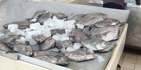 u0627u0644u0633u0645u0643 u0627u0644u0645u0639u0631u0648u0636 u0645u0633u062au0648u0631u062f u0648u0627u0644u0645u062du0644u064a u0645u062eu062au0641u064d