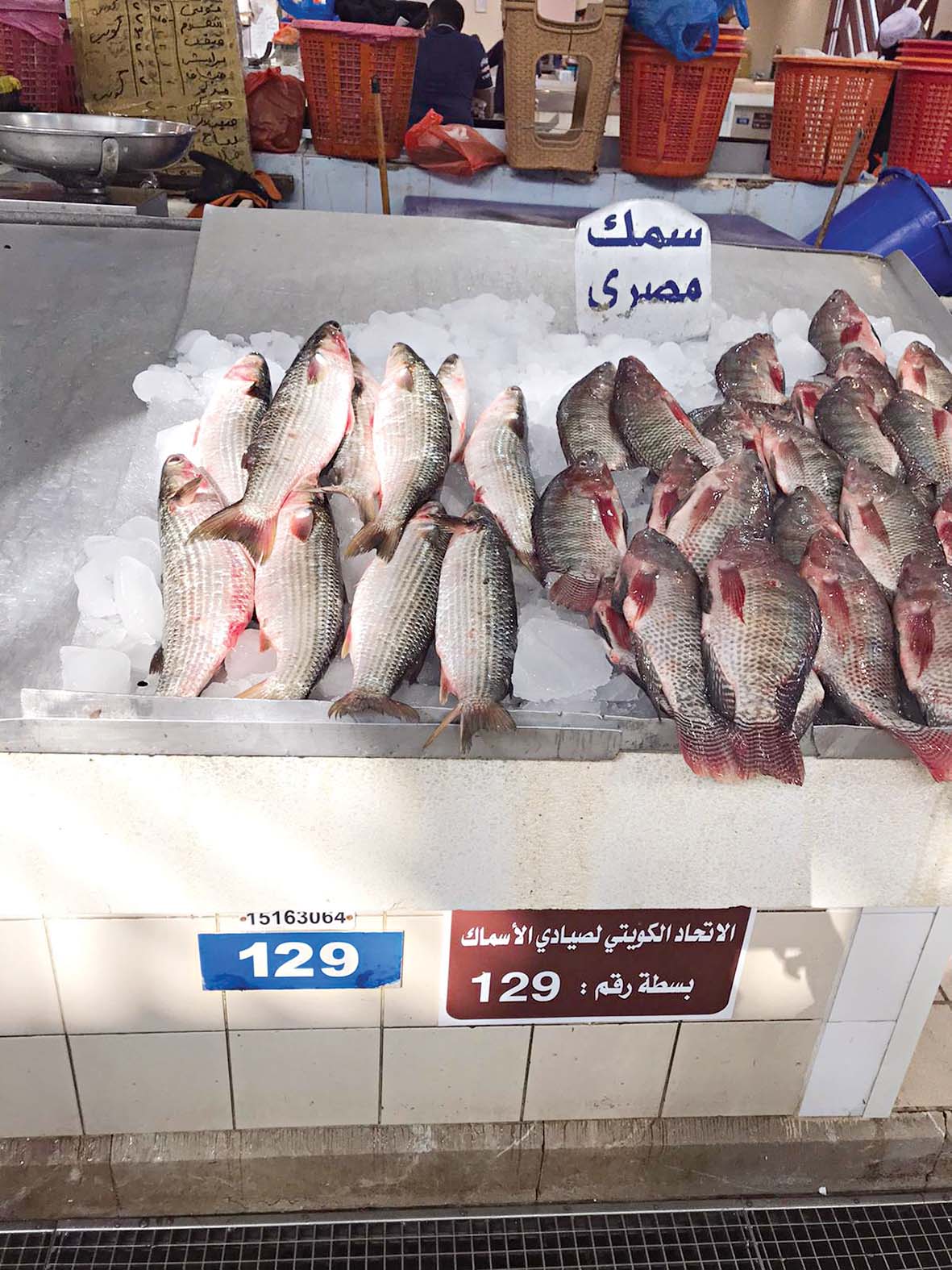 الأسماك المصرية المعروضة... بلطي وبوري