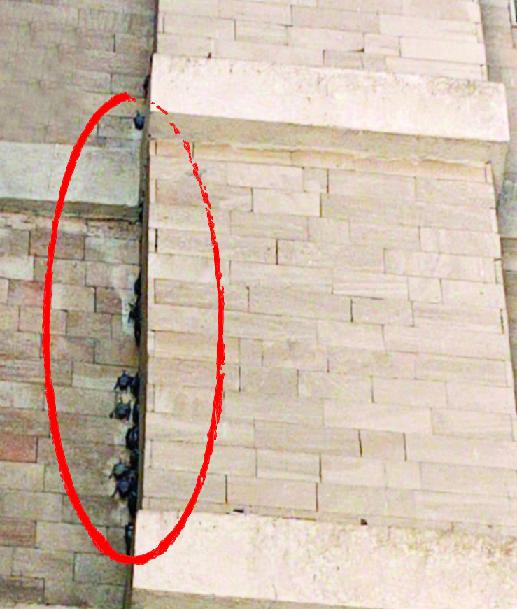 ... والخفافيش المرصودة فوق المباني