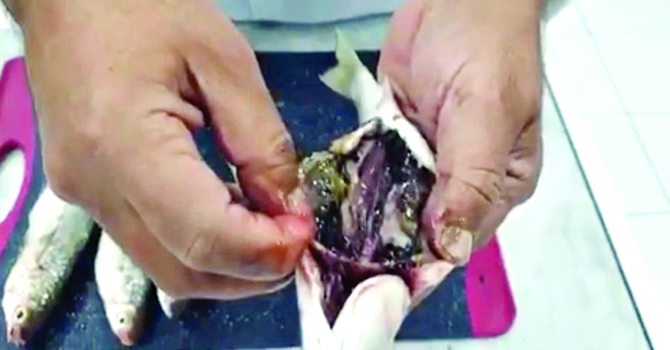 u0627u0644u063au0634u0627u0621 u0627u0644u0623u0633u0648u062f u0641u064a u0628u0637u0646 u0627u0644u0633u0645u0643u0629... u0644u064au0633 u062au0644u0648u062bu0627u064b