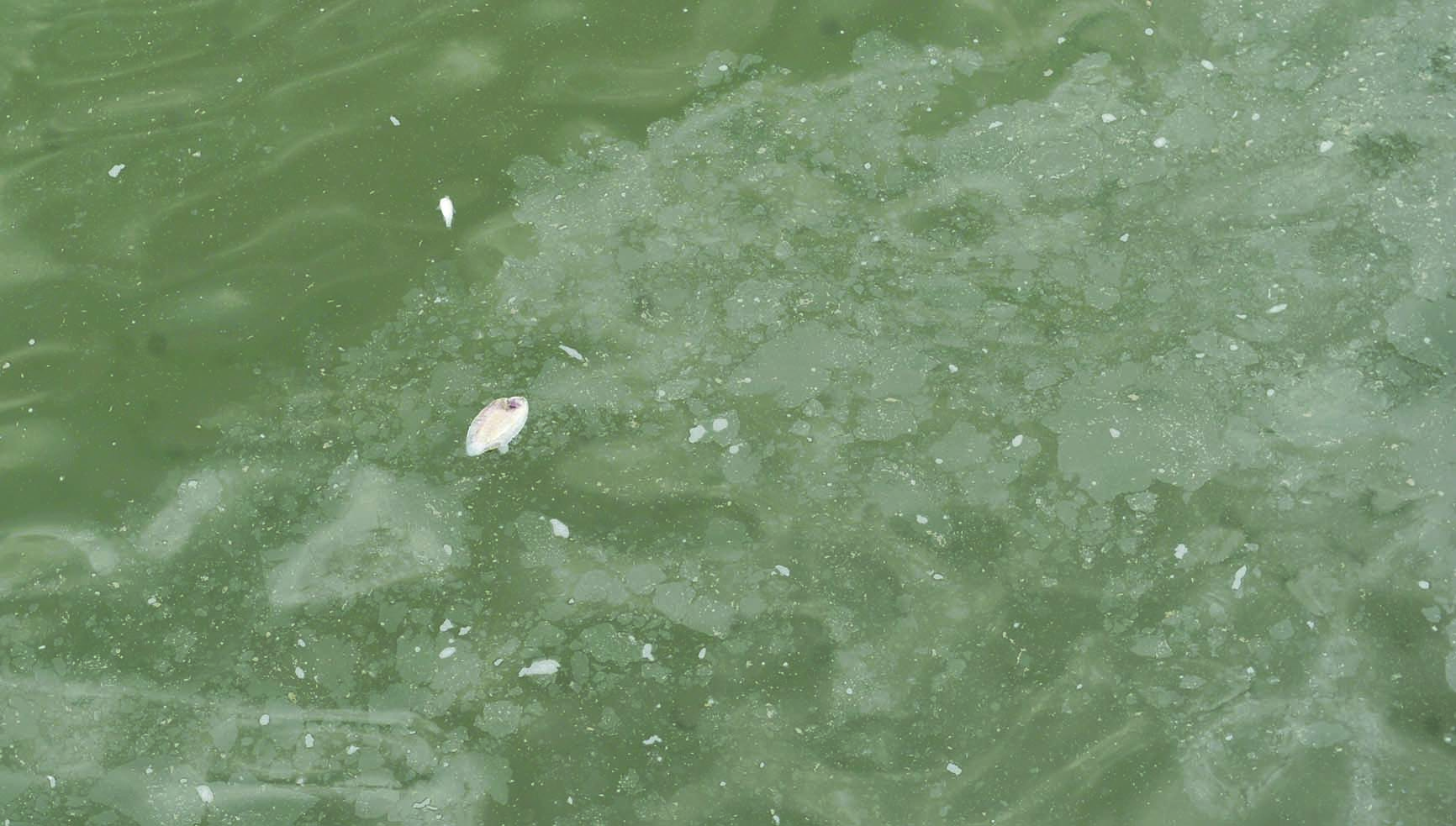  u0623u0633u0645u0627u0643 u0646u0627u0641u0642u0629t (u062au0635u0648u064au0631 u0633u0639u0648u062f u0633u0627u0644u0645)