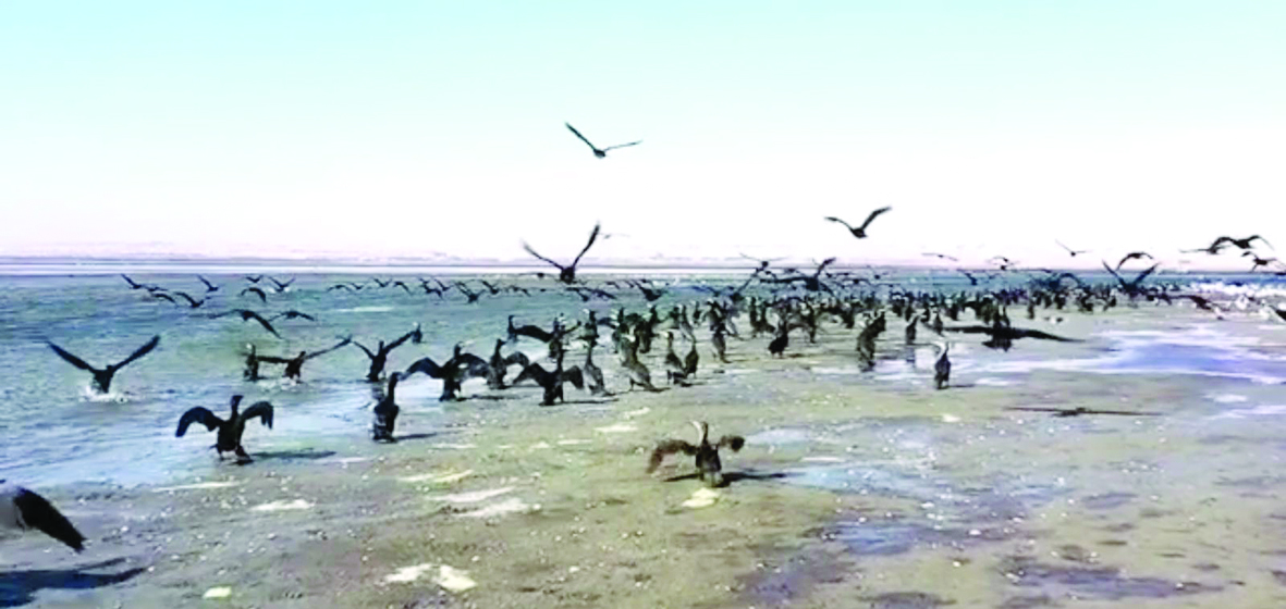 البحيرة ملاذ للطيور المهاجرة