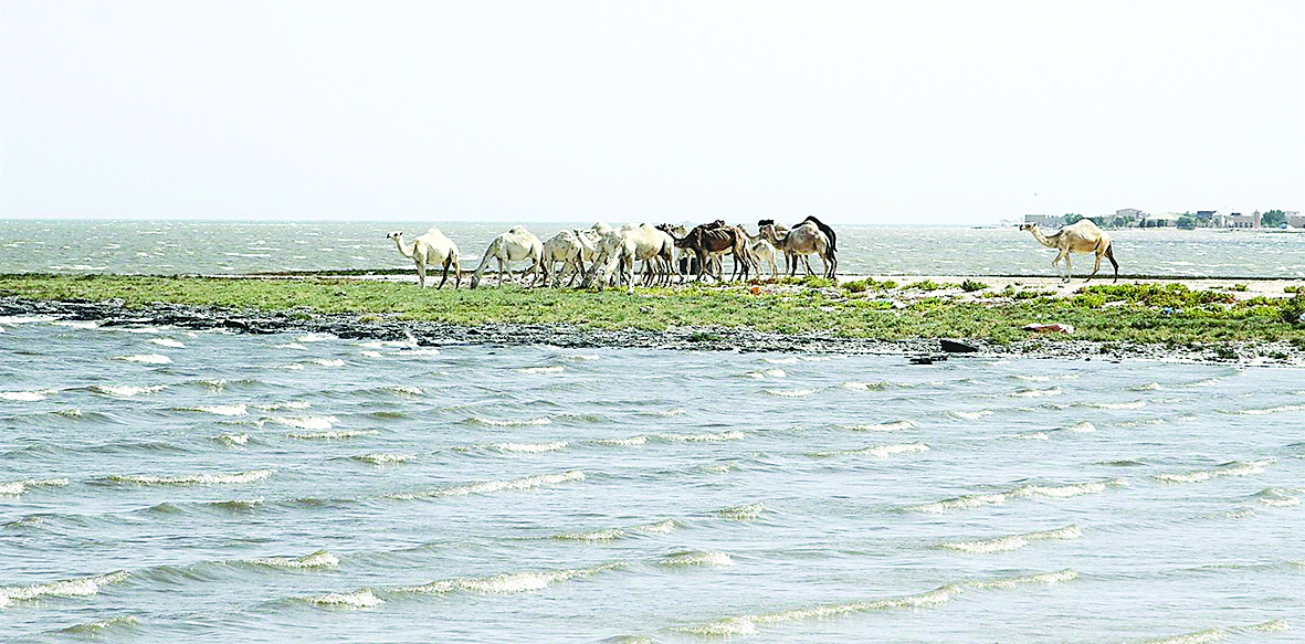 محمية لم تسلم من الرعي الجائر