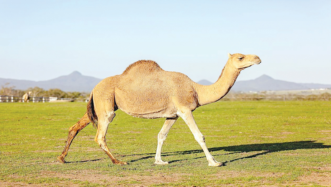 u0647u0644 u064au0645u0643u0646 u0623u0646 u064au0643u0648u0646 u0628u0648u0644 u0627u0644u0625u0628u0644 u0645u0641u064au062fu0627u064b u0635u062du064au0627u064bu061f