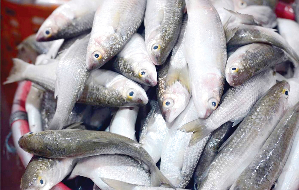 u0645u064au062f u0627u0644u0634u0648u064au062e... u062du0644u0627u0644 