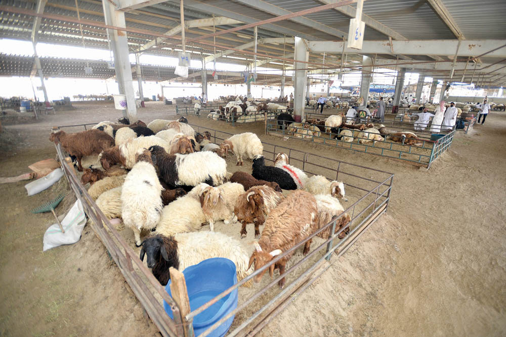 سوق الأضاحي... نوعيات مختلفة وبأسعار متفاوتة 	(تصوير أسعد عبدالله)