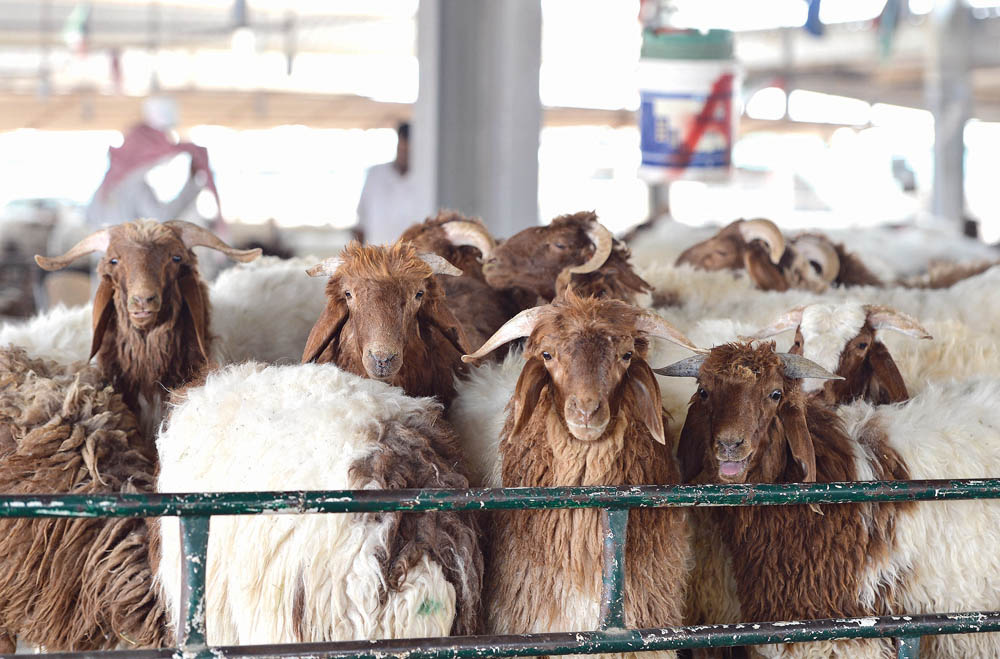 أنواع مختلفة تناسب الجميع