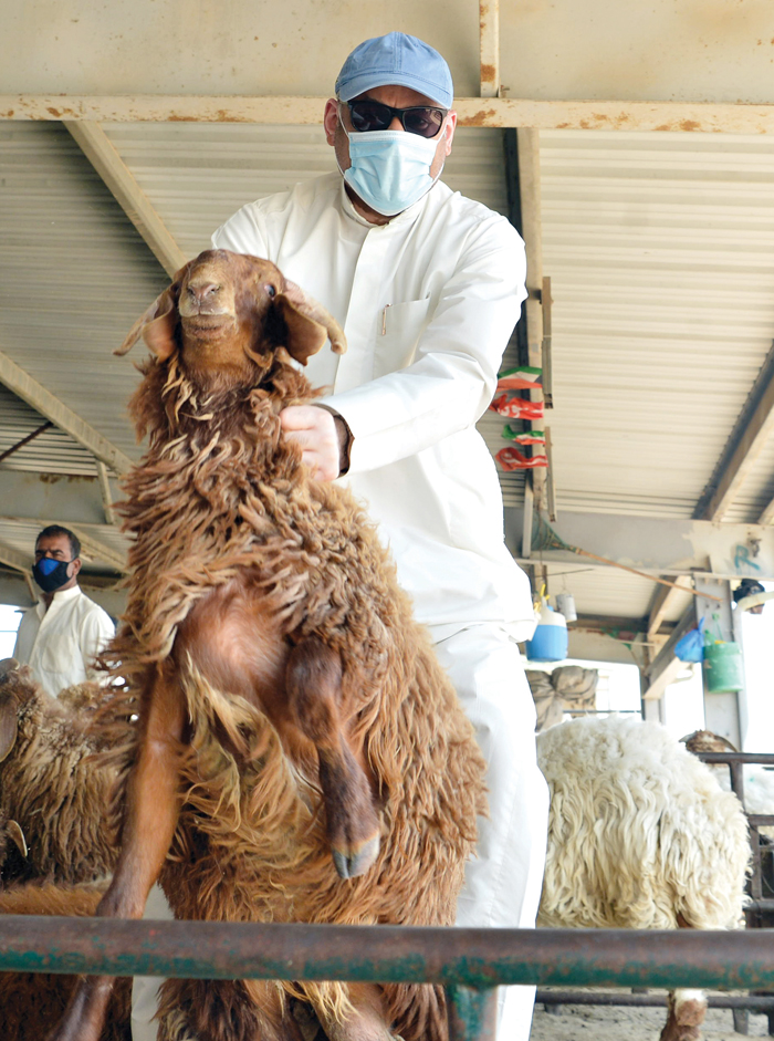 الزميل ناصر الفرحان يتأكد من اشتراطات الأضحية 