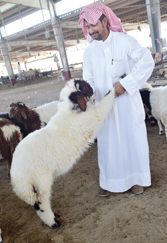 فحص الخروف قبل شرائه