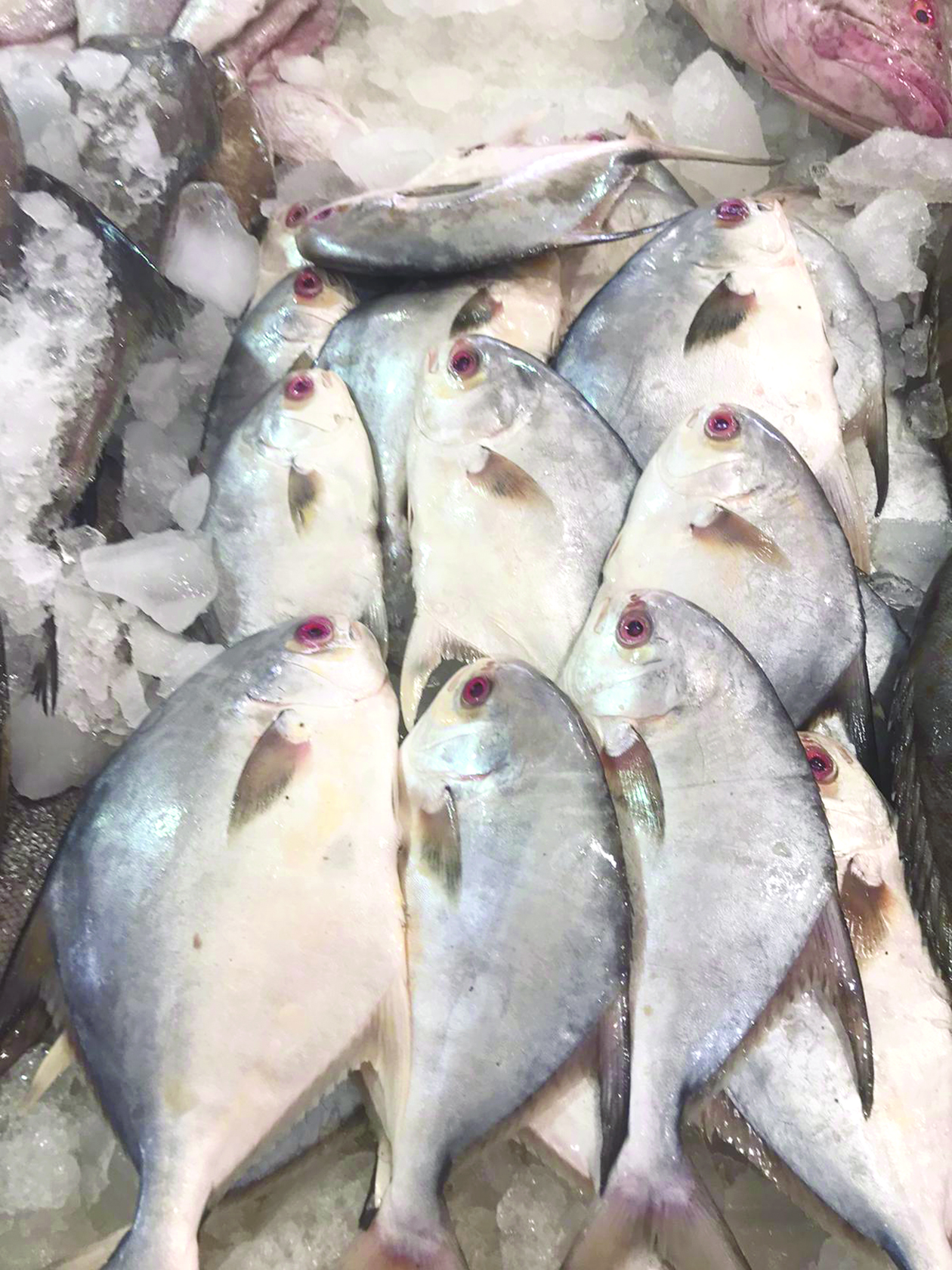 زبيدي مستورد صغير الحجم