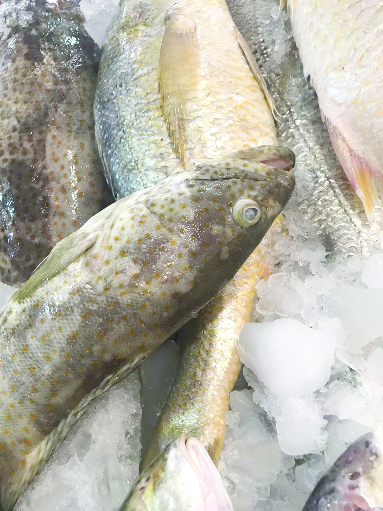 أسماك مستوردة بأنواع وأحجام مختلفة 