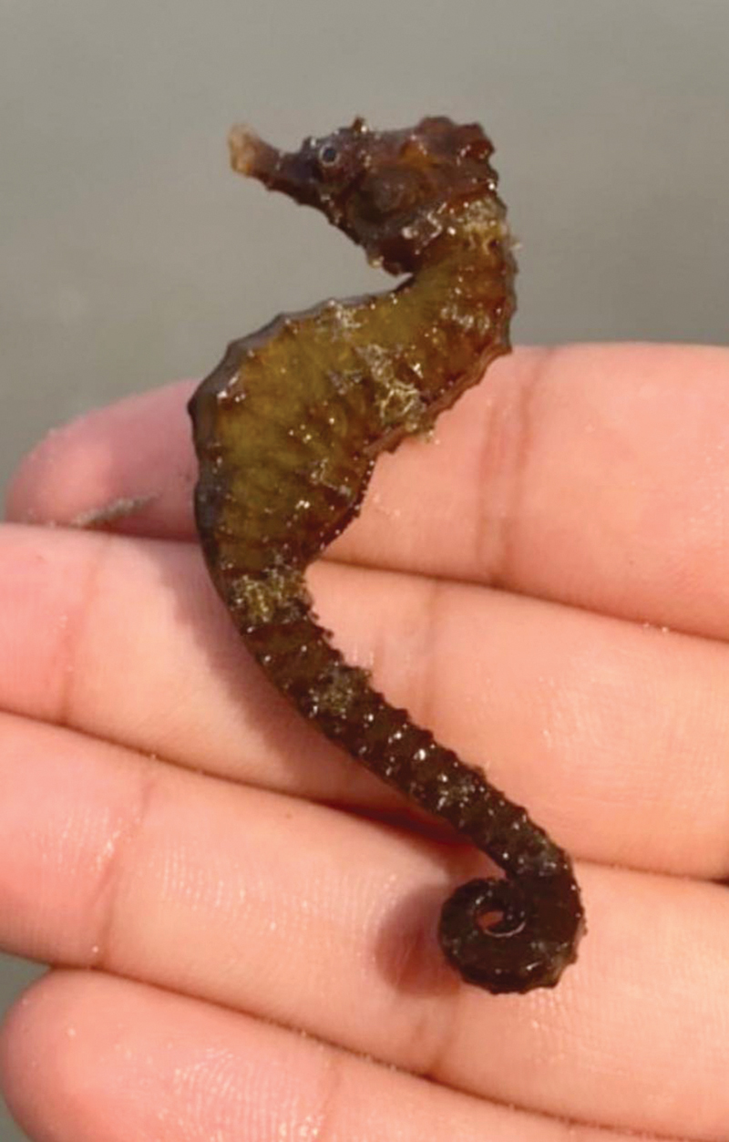 u062du0635u0627u0646 u0627u0644u0628u062du0631 u0646u0627u0641u0642u0627u064b 