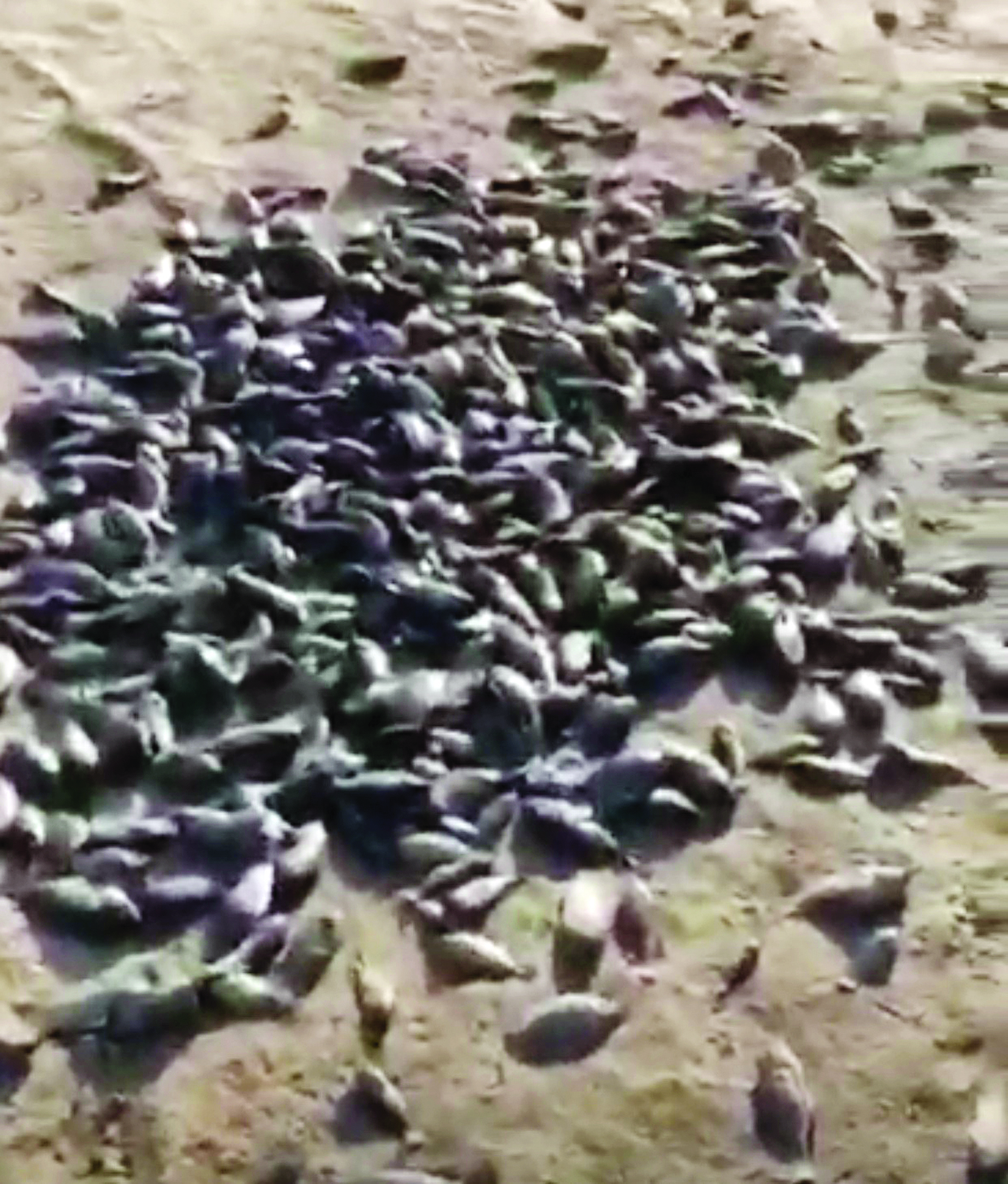 u0623u0633u0645u0627u0643 u0646u0627u0641u0642u0629