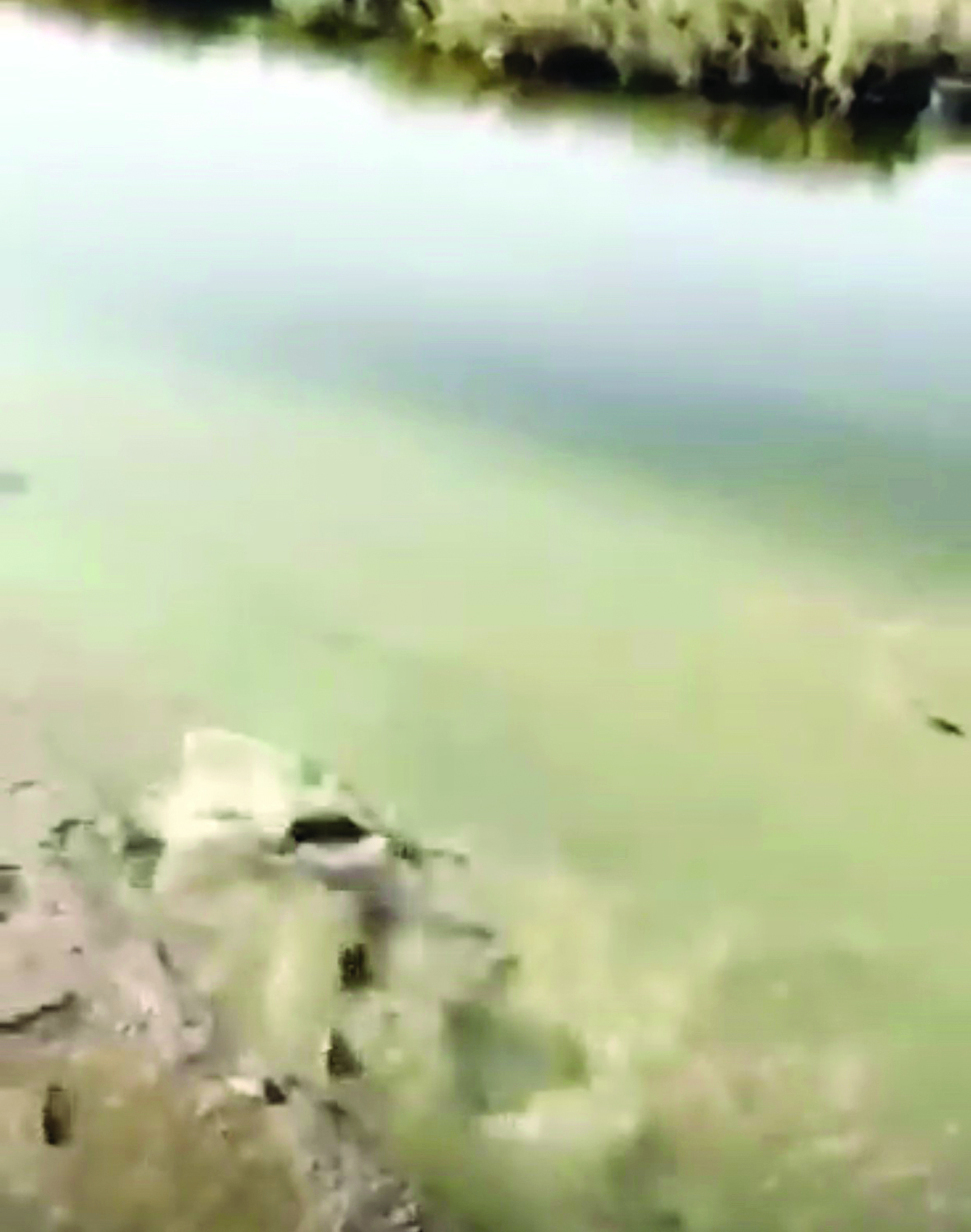 بحيرات منطقة صباح الأحمد مصدر أسماك ملوثة