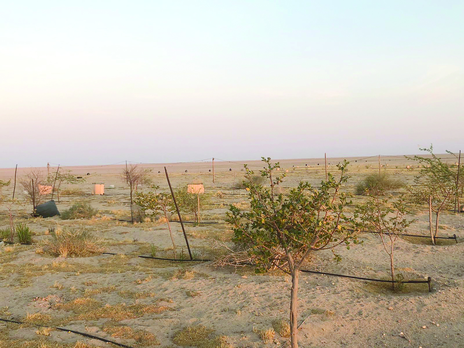 u0645u062du0645u064au0627u062a u0637u0628u064au0639u064au0629 u0641u064a u0642u0644u0628 u0627u0644u0635u062du0631u0627u0621 