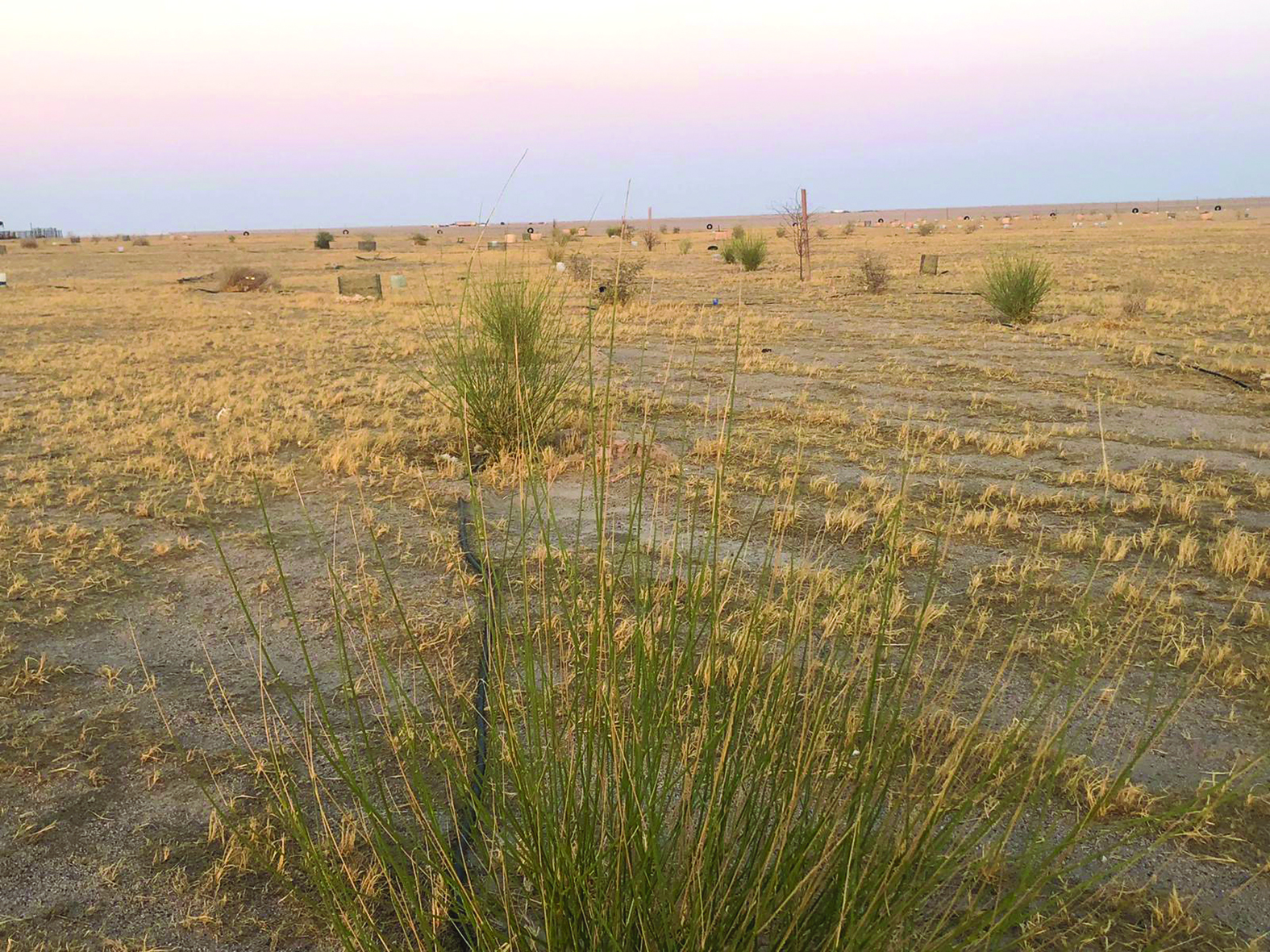 ما زال التشجير مستمراً 