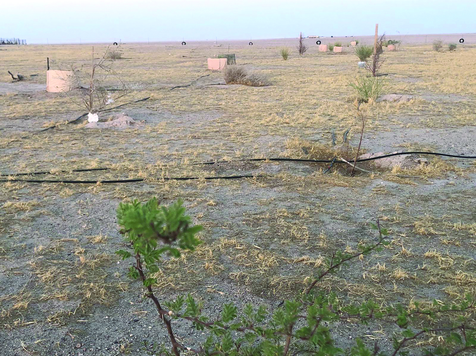 تحدي الشمس بالخضار 