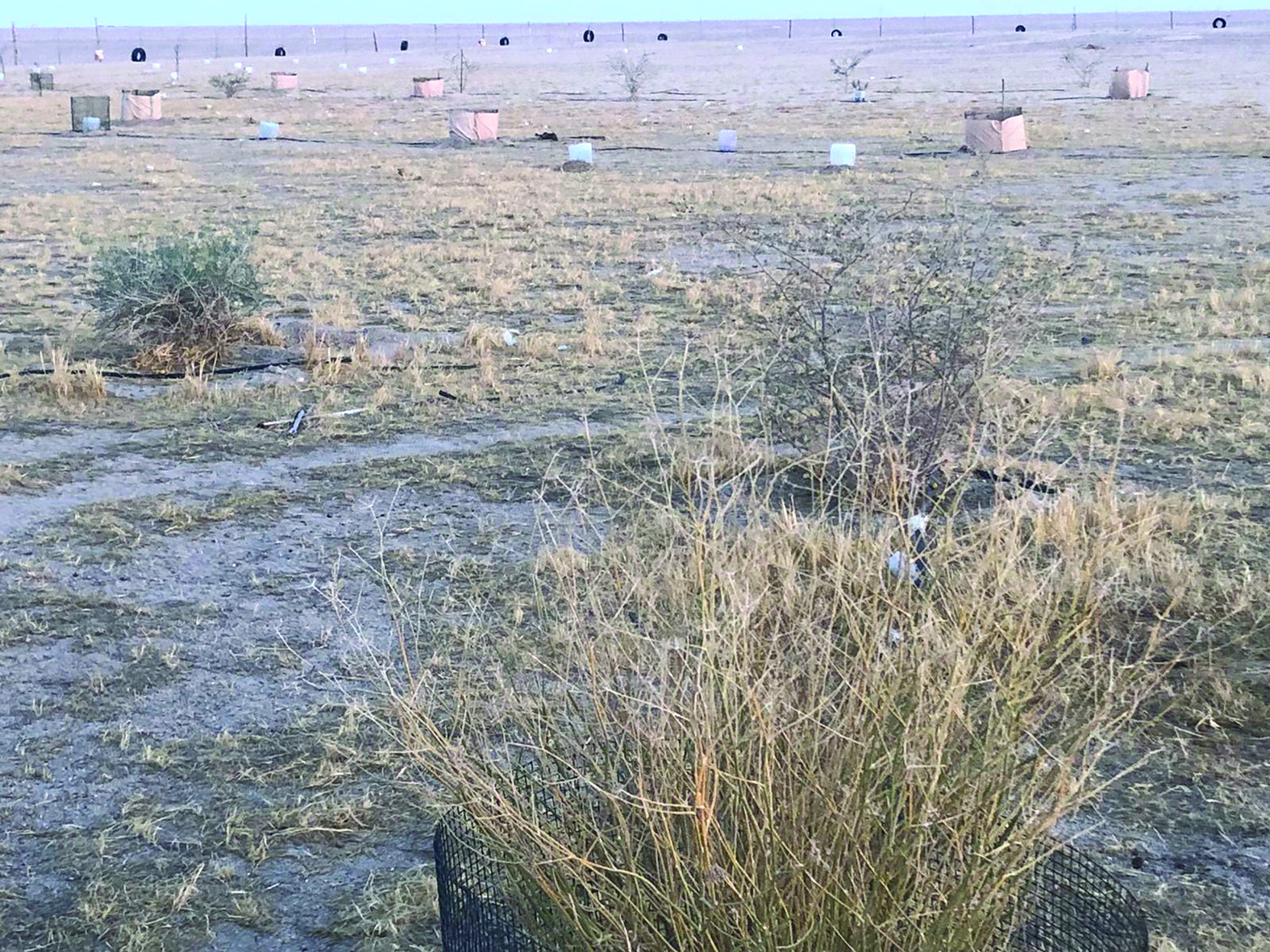 الزحف الأخضر 