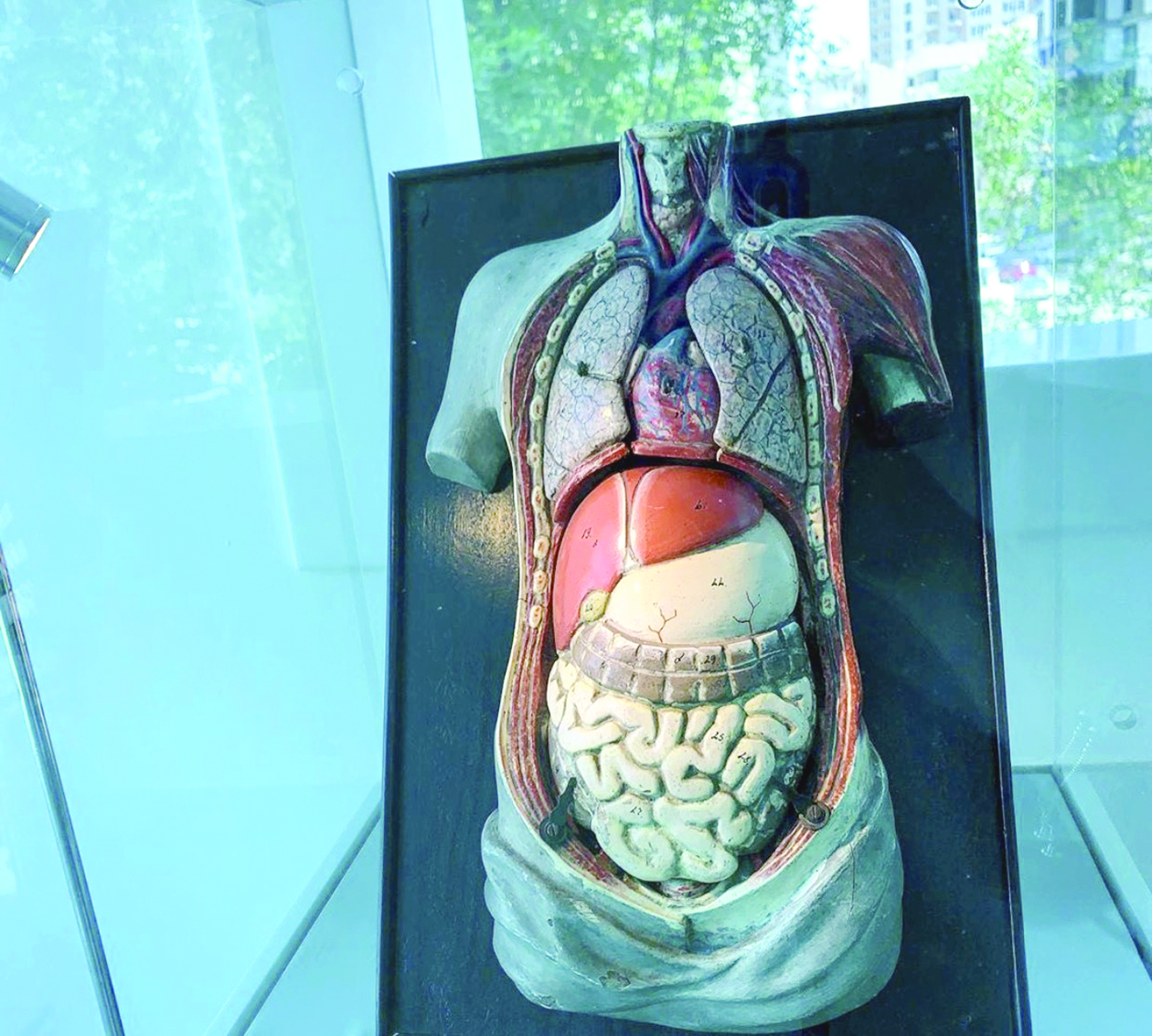 جسم الإنسان 