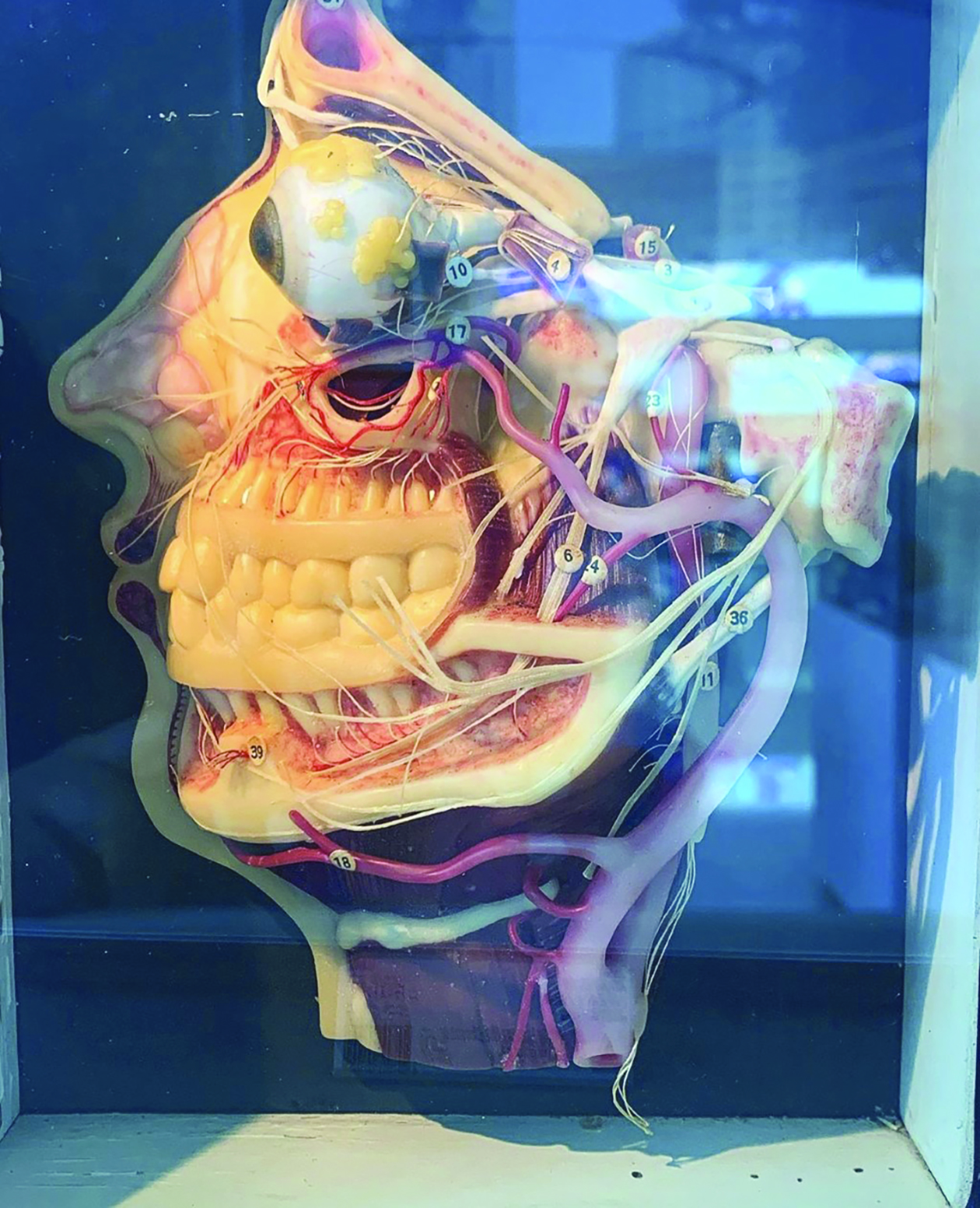 أجزاء الوجه 