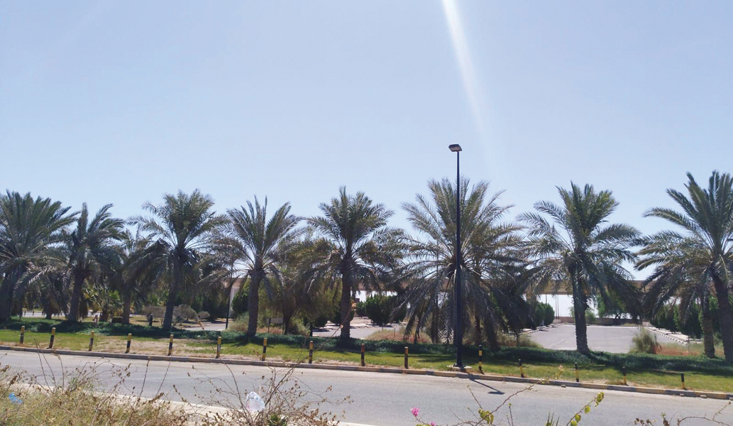 نخيل هيئة التطبيقي يسرّ الناظرين