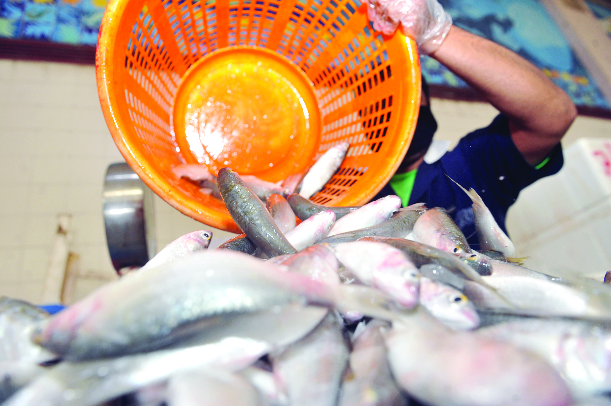 الميد... وفير