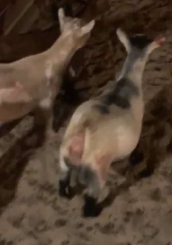 معزتان أميركيتان تعرضتا للافتراس